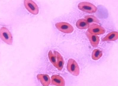 鱼血细胞