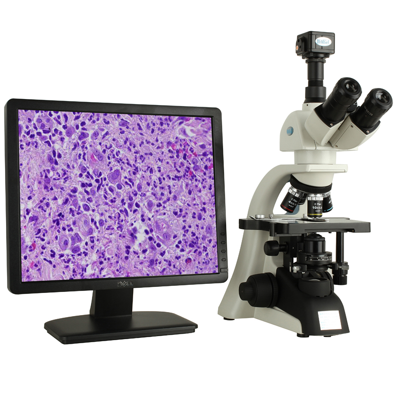 显微镜观测不同细菌的方法
