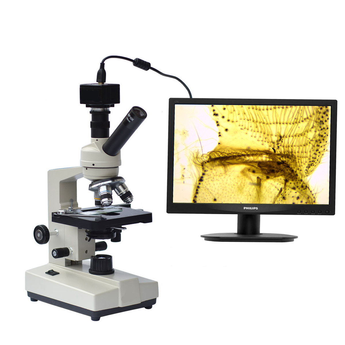 显微镜检测鱼病